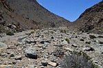 Copiapoa cinerea albispina Quebrada San Ramon Peru_Chile 2014_2211.jpg